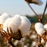 Cotton Fields