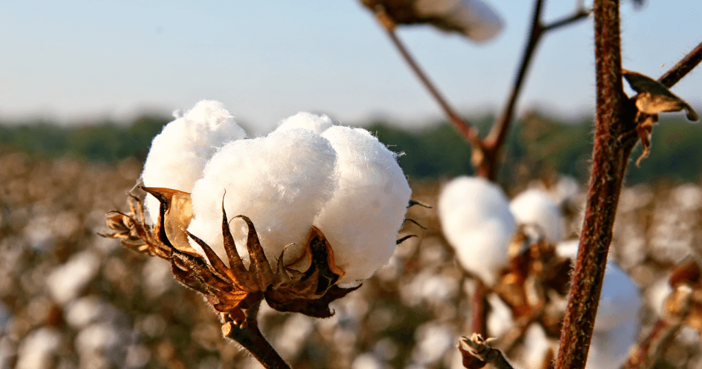 Cotton Fields