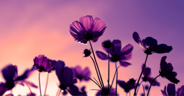 Flowers against a purple and pink sky