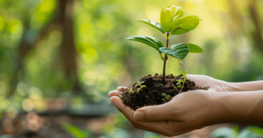 Gardener’s Hands Holding Dirt and Plant